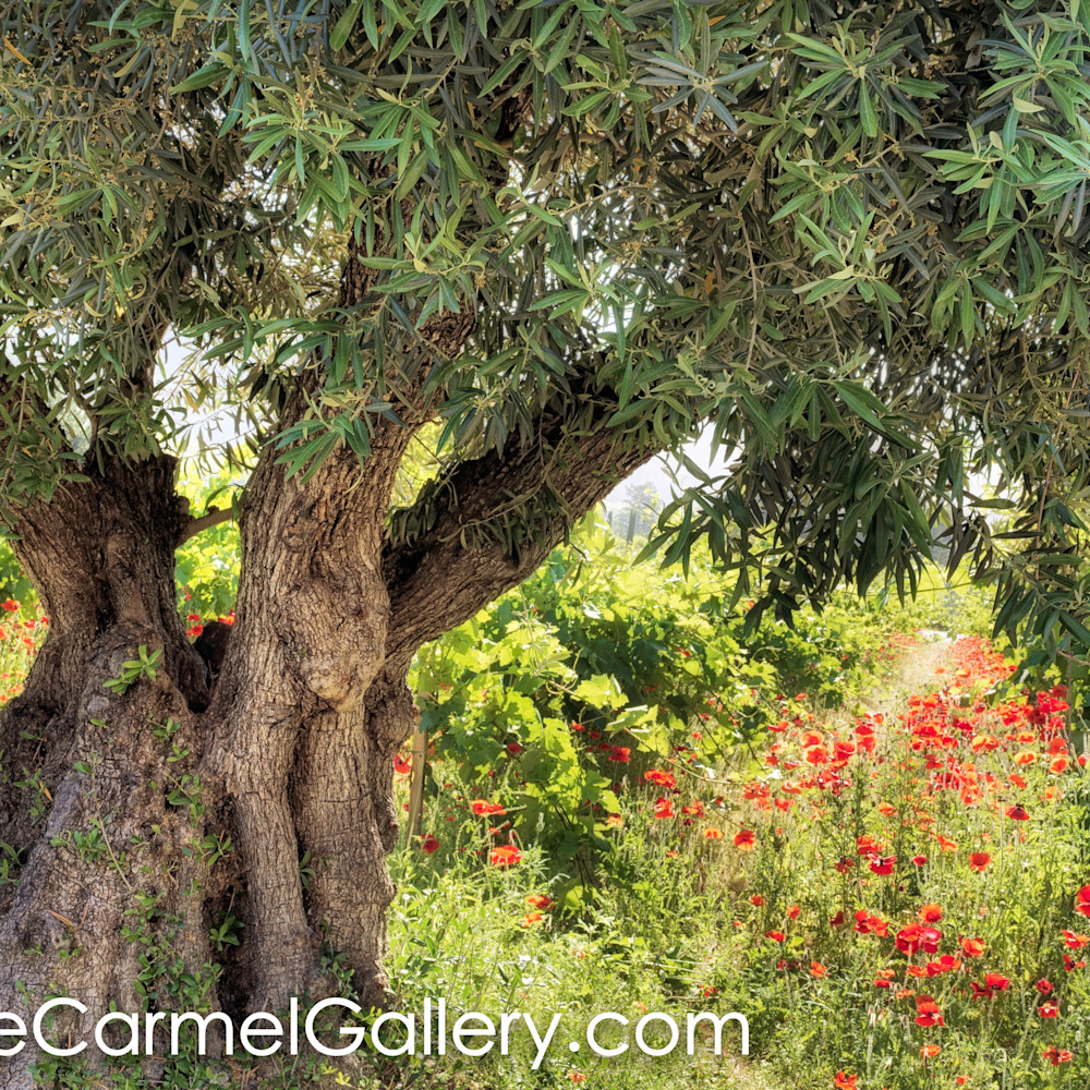 Olivetree poppies hs4w4u