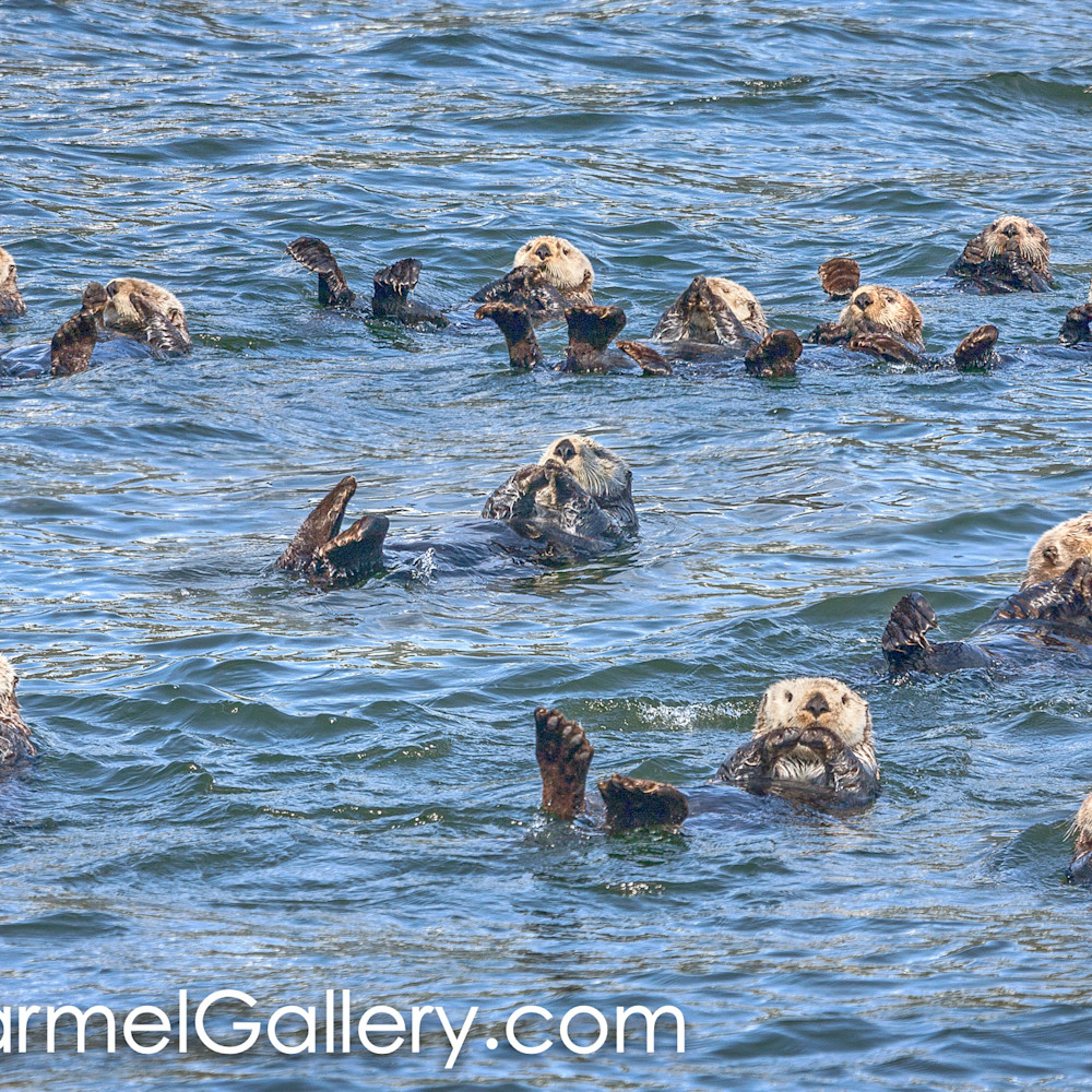 Sea otter swim cf4xs5
