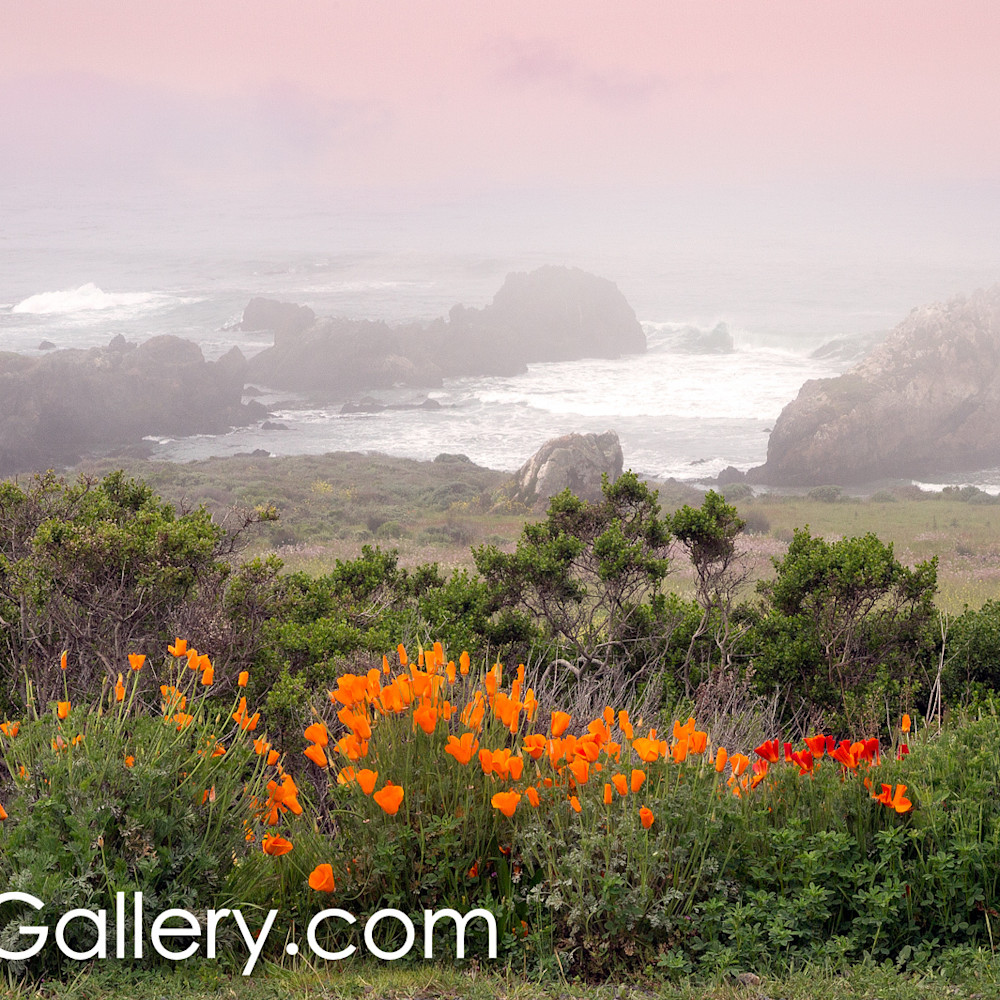 Spring poppies california coast mb0vxt