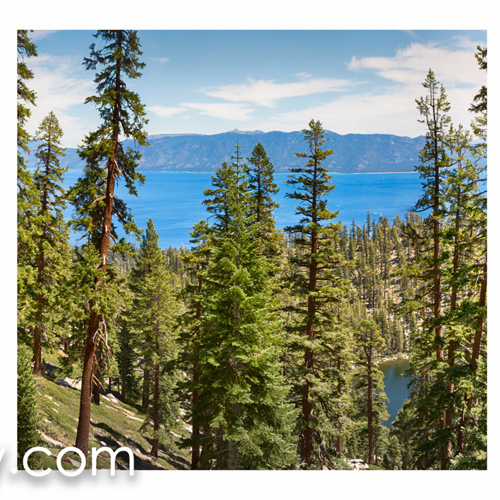 Tahoe forest panorama all jh8wu6