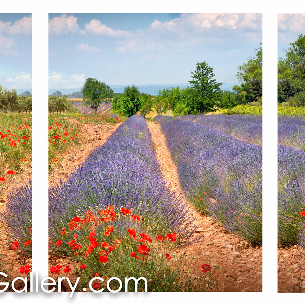 Flowered fields provence all lm6hmw