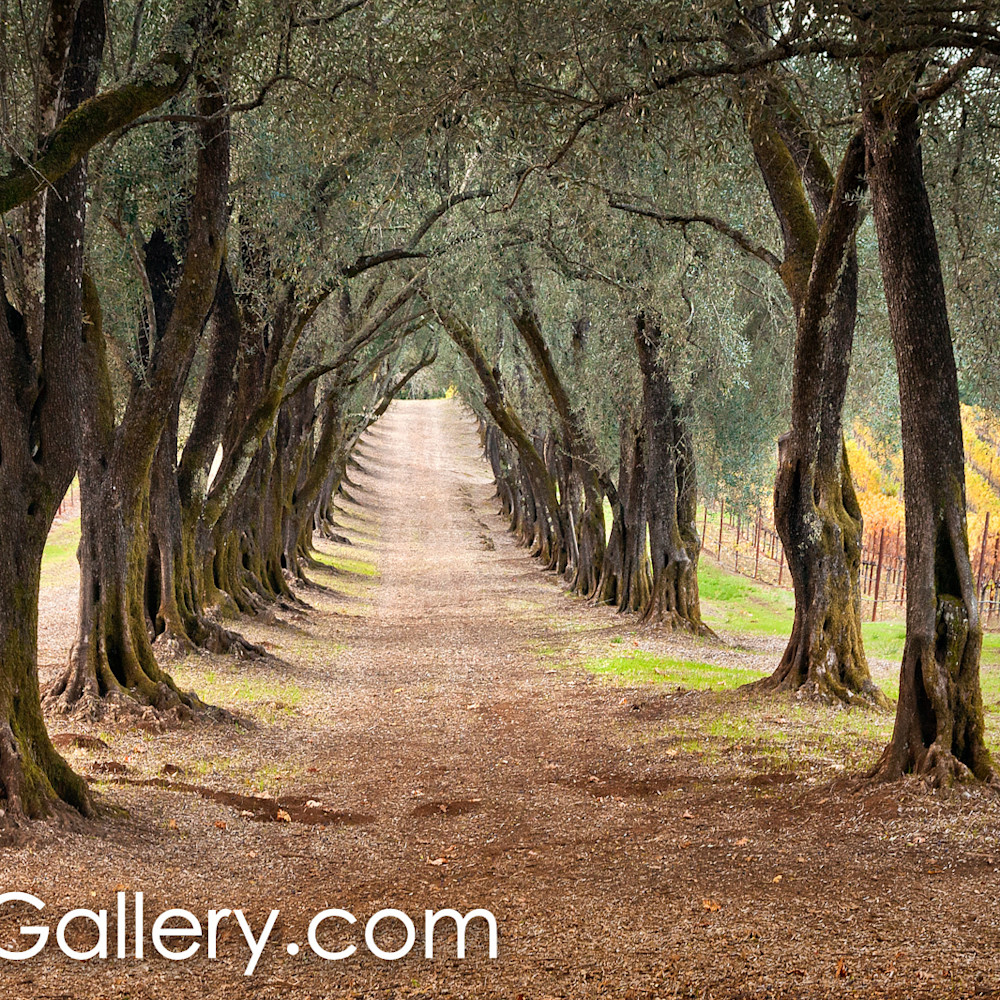 The olive grove path uhstps