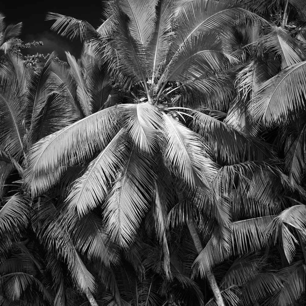 Gibney beach palm vseoug