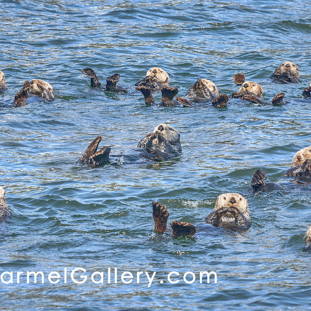 Sea otter swim ymazrw