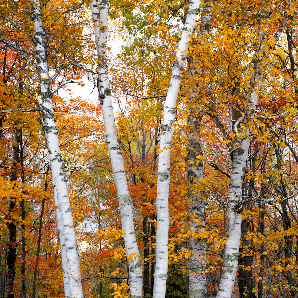 Autumn birch vevkxu