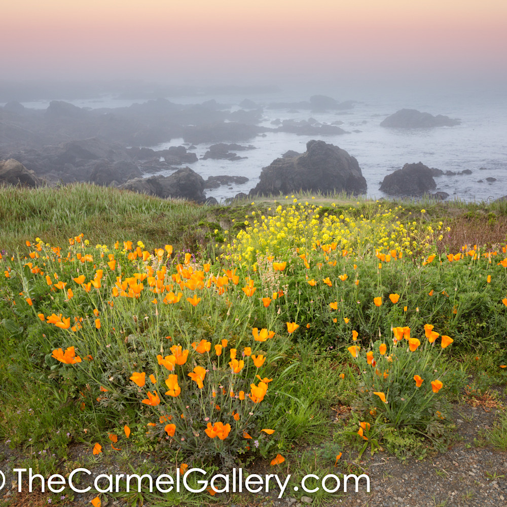 Poppies and mustard california coast ltlary