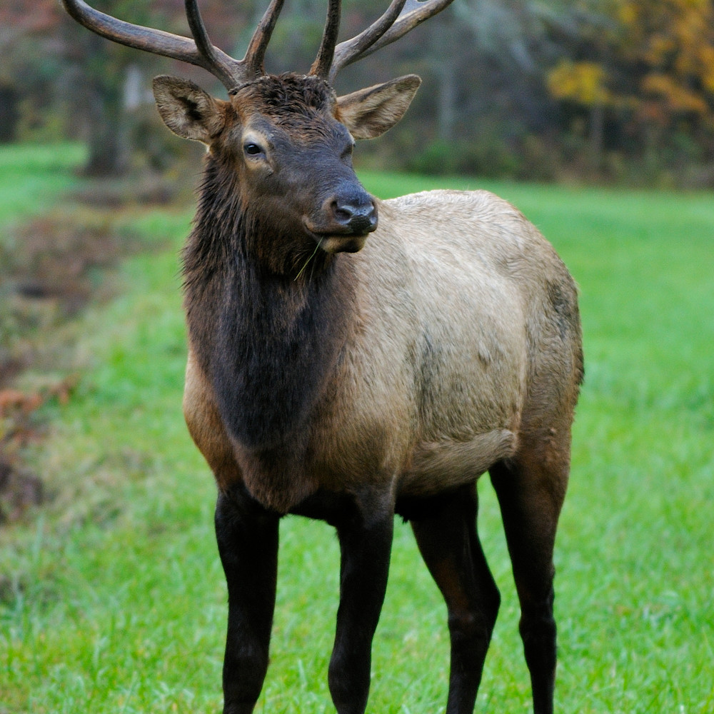 Elk at oconaluftee 1 zriiag