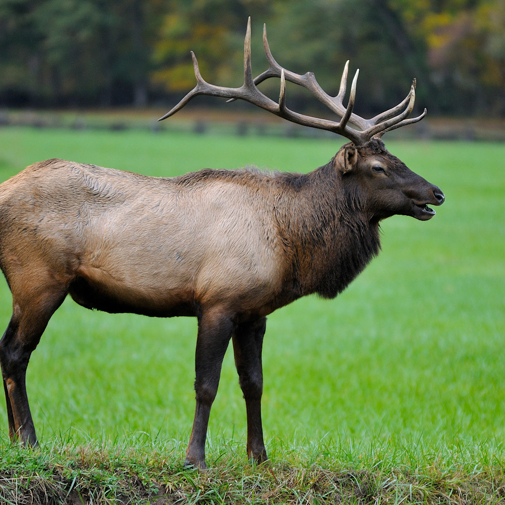 Elk at oconaluftee 2 pkk0pw