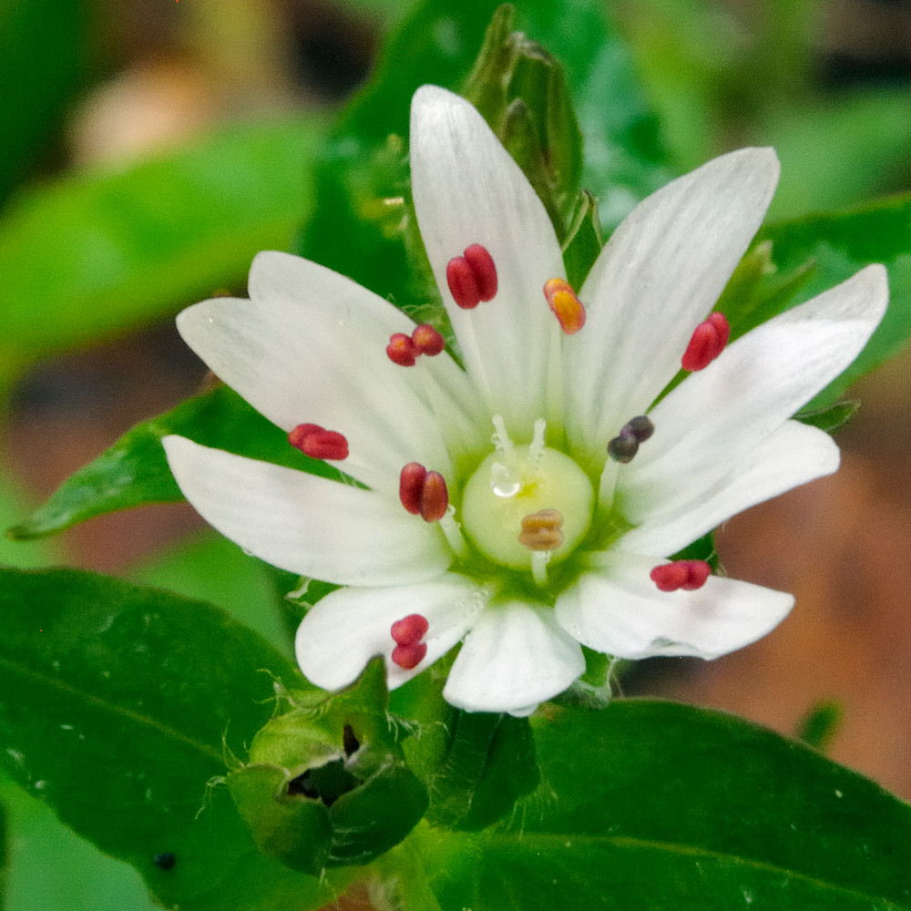Star chickweed m3p9jt
