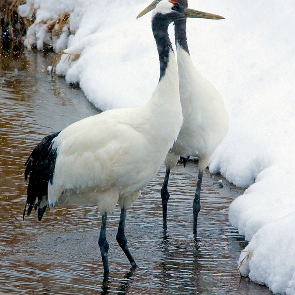 Red crowned cranes 032 o4b4fs