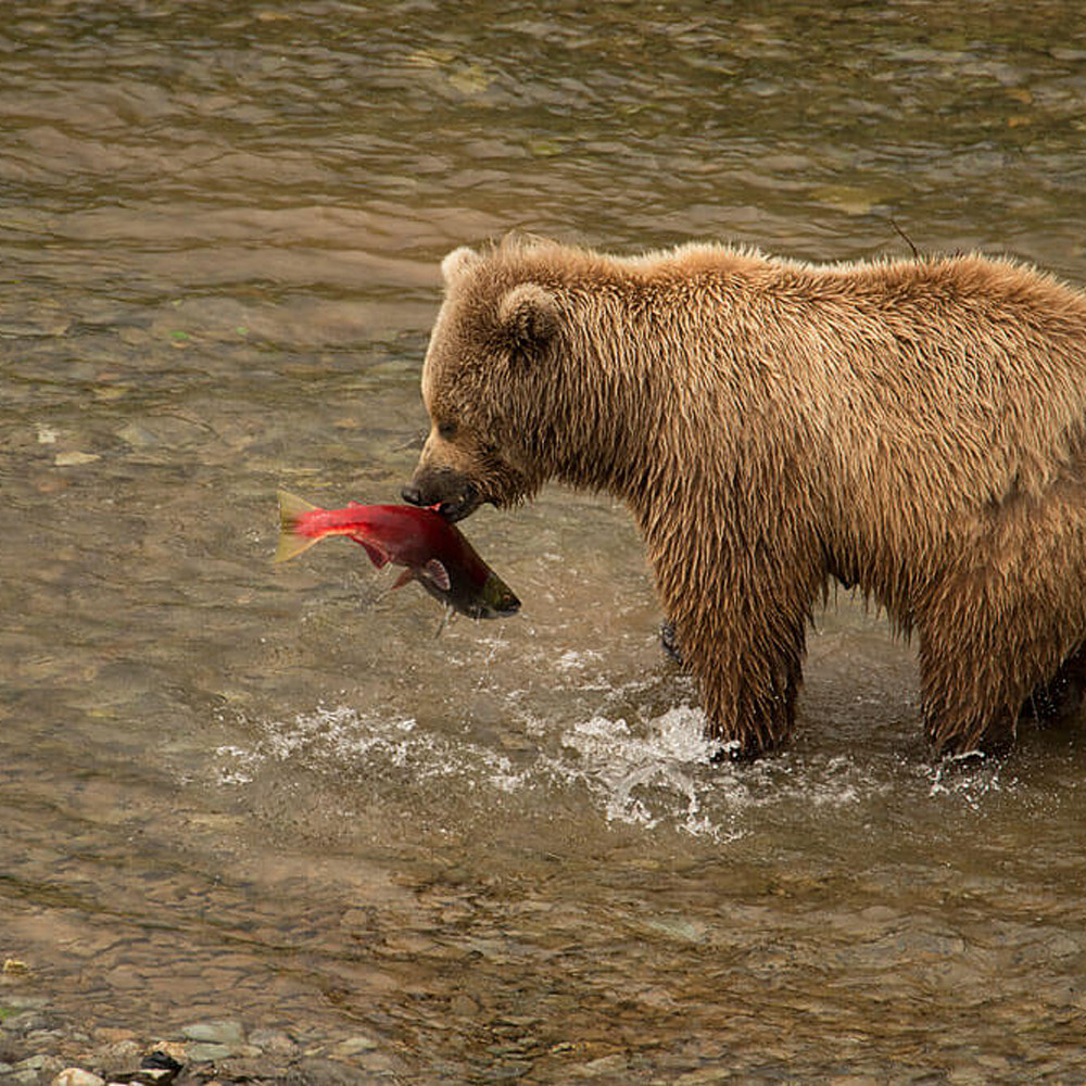 Bear salmon alaska g971f0