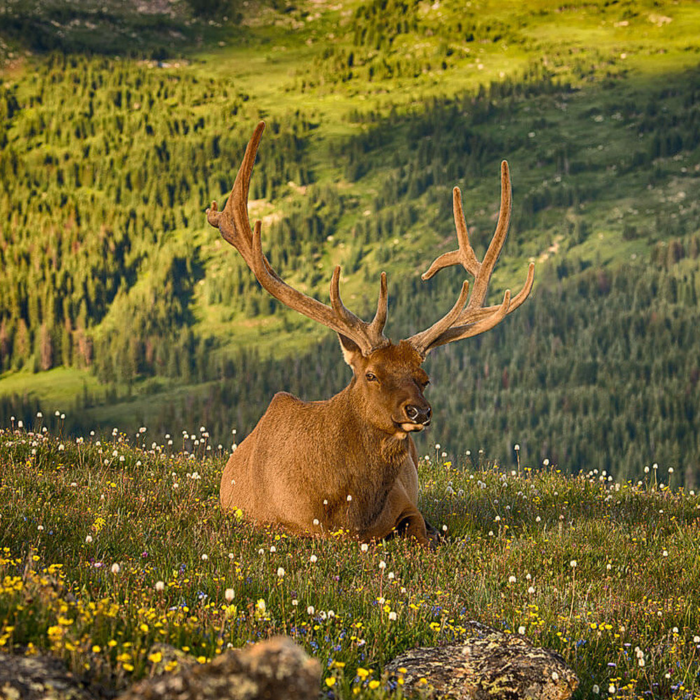 Rocky mountain elk upb16z