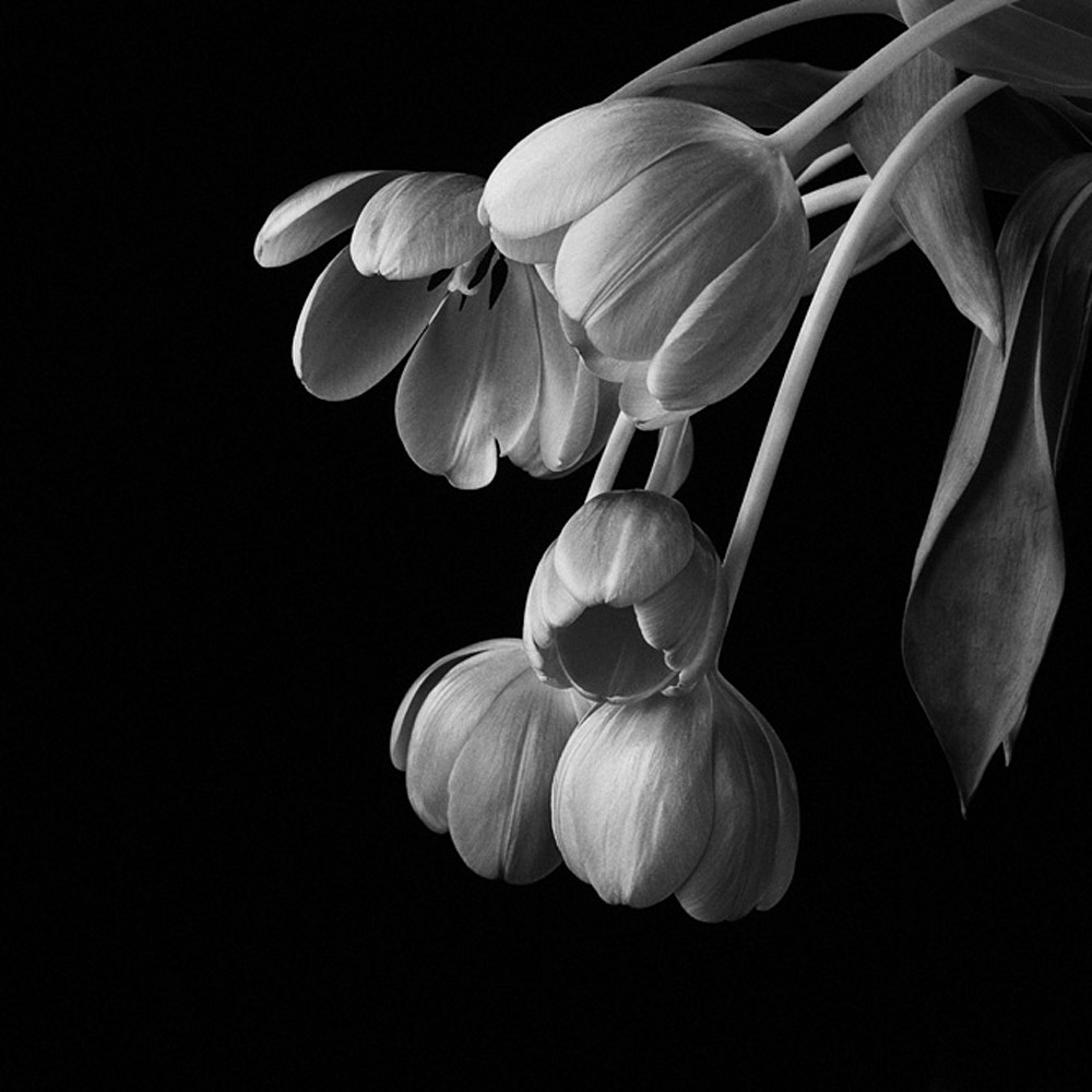 Flowers fine art black white susan michal047 dilbku