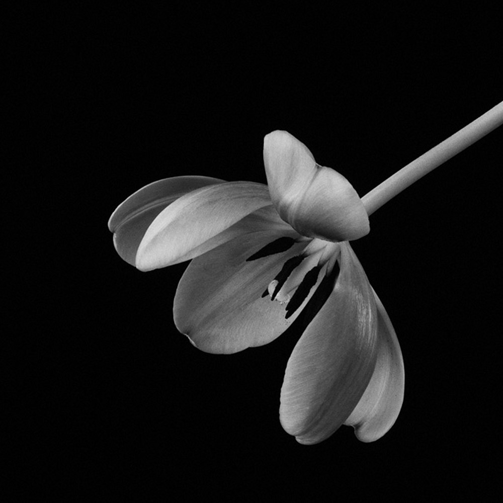 Flowers fine art black white susan michal071 peumcb