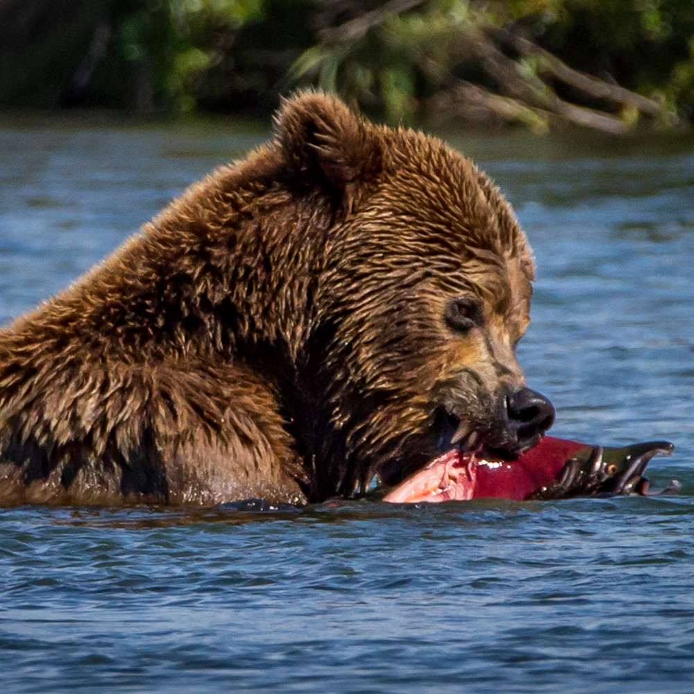 Sushi for bears muewyn