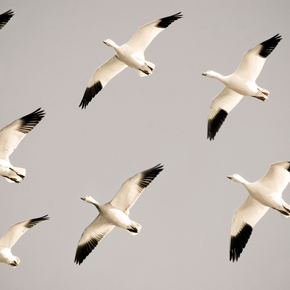 Snow geese wzhmus