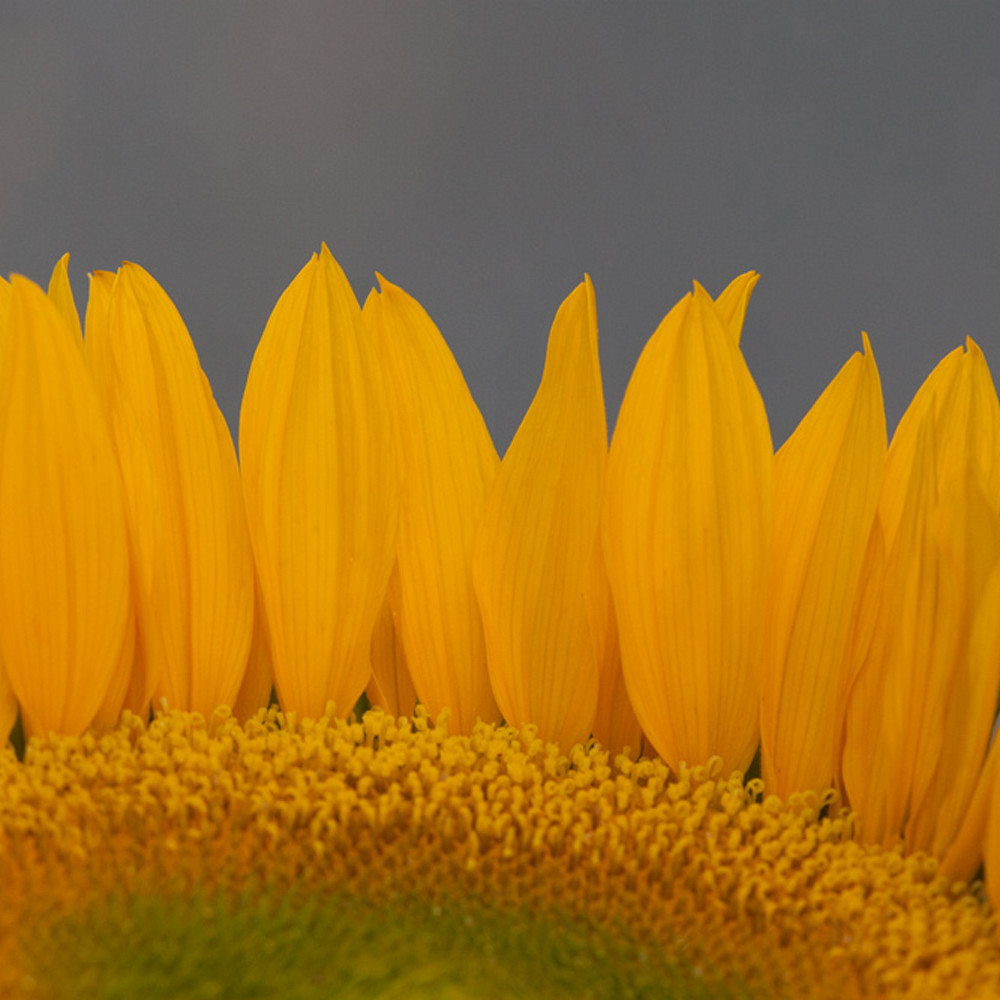 Sunflower xaaoen
