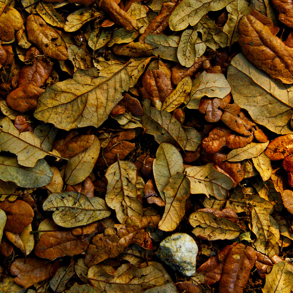 Floor of leaves qelvud