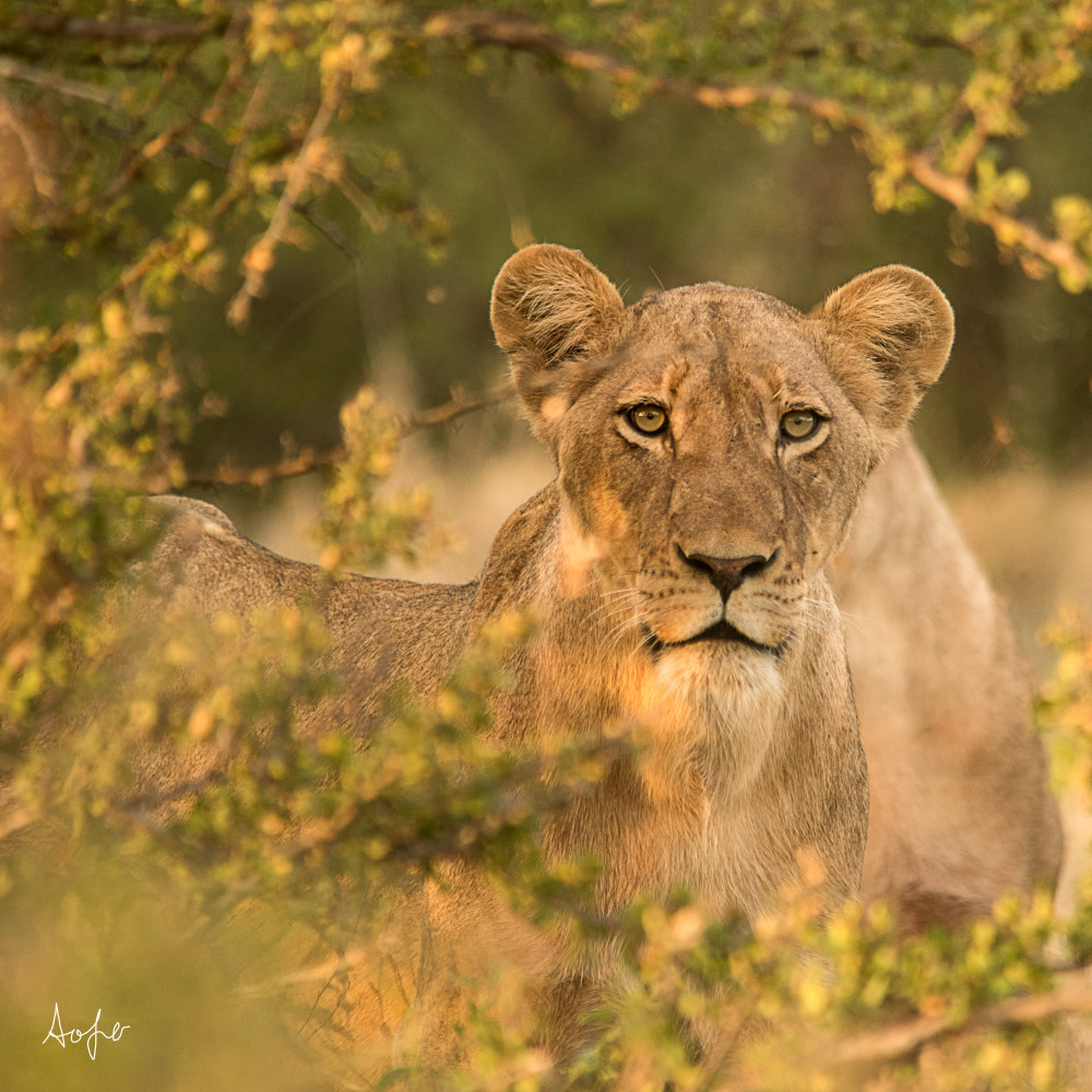 Lioness bush rp9s87