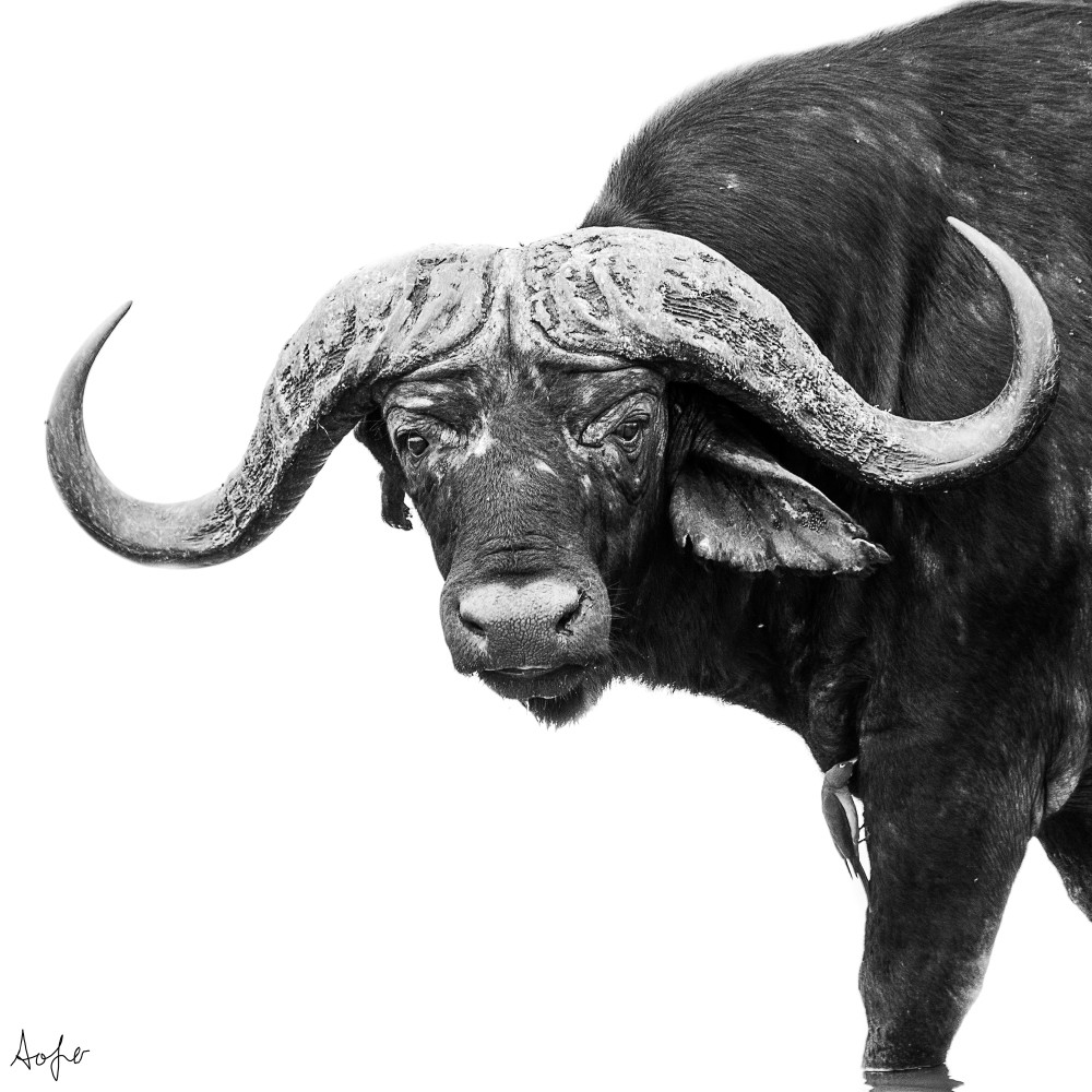 Cape buffalo iylplg