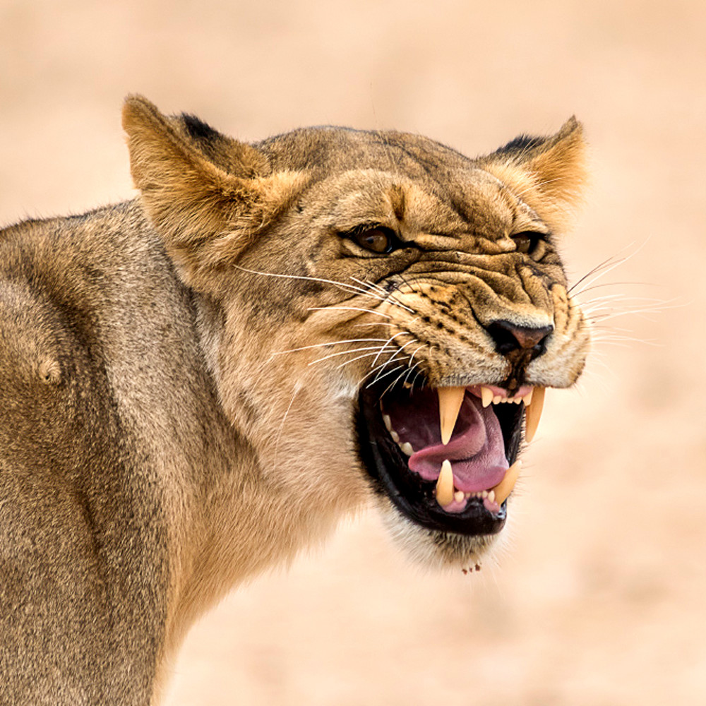 Angry lioness xdwunf