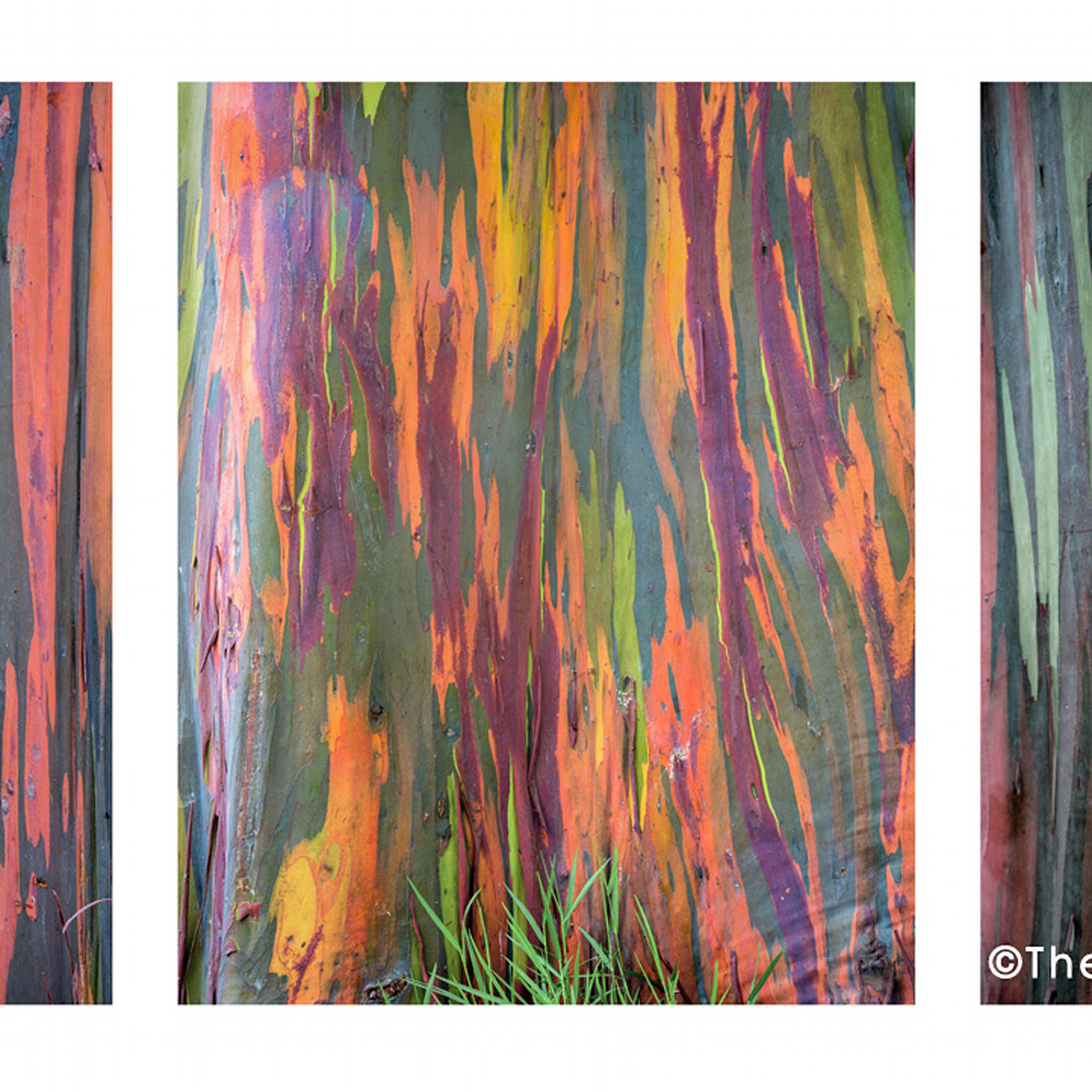 Eucalyptus colors kqrbbk
