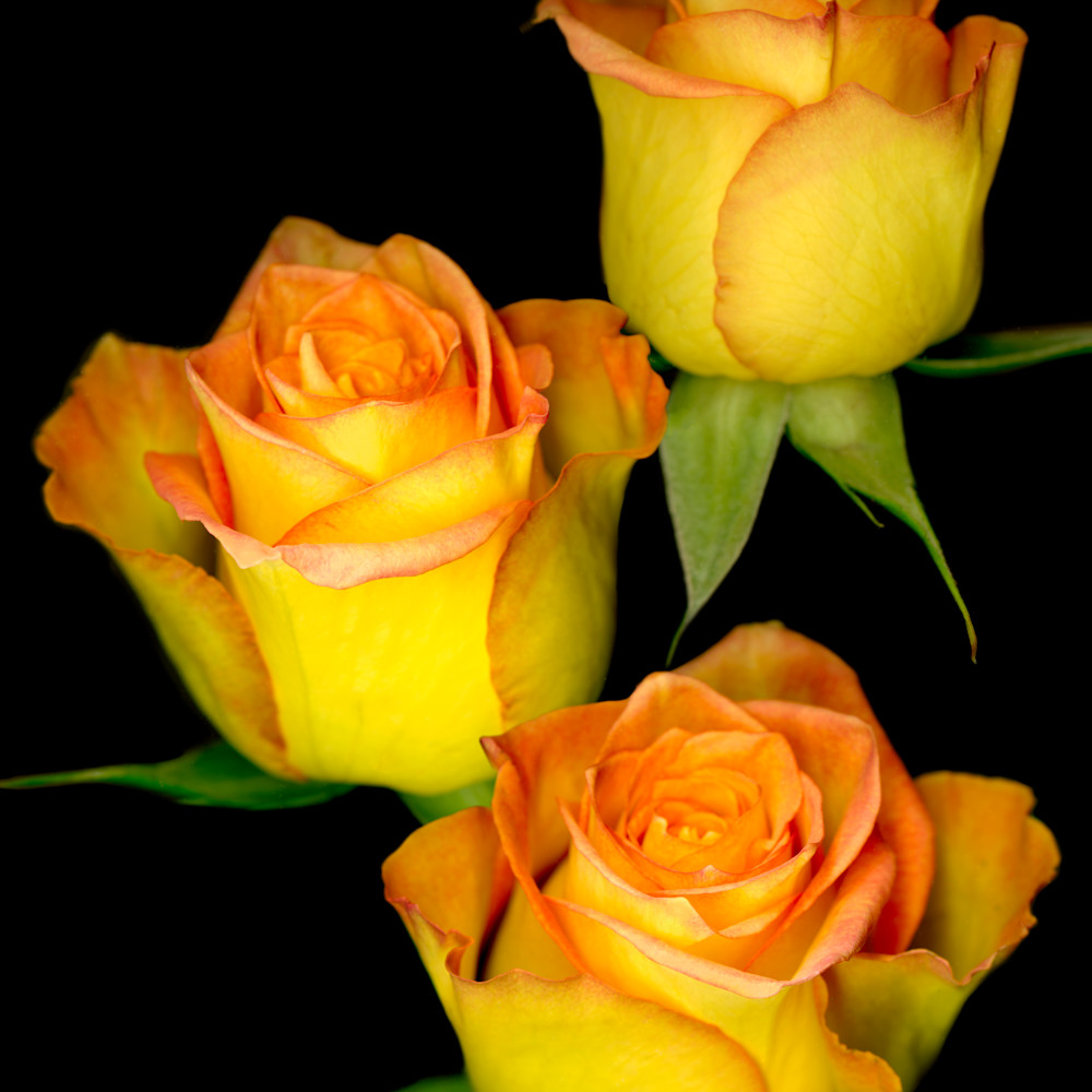 060511 ahern triple yellow roses 30x40x300 c0hvix