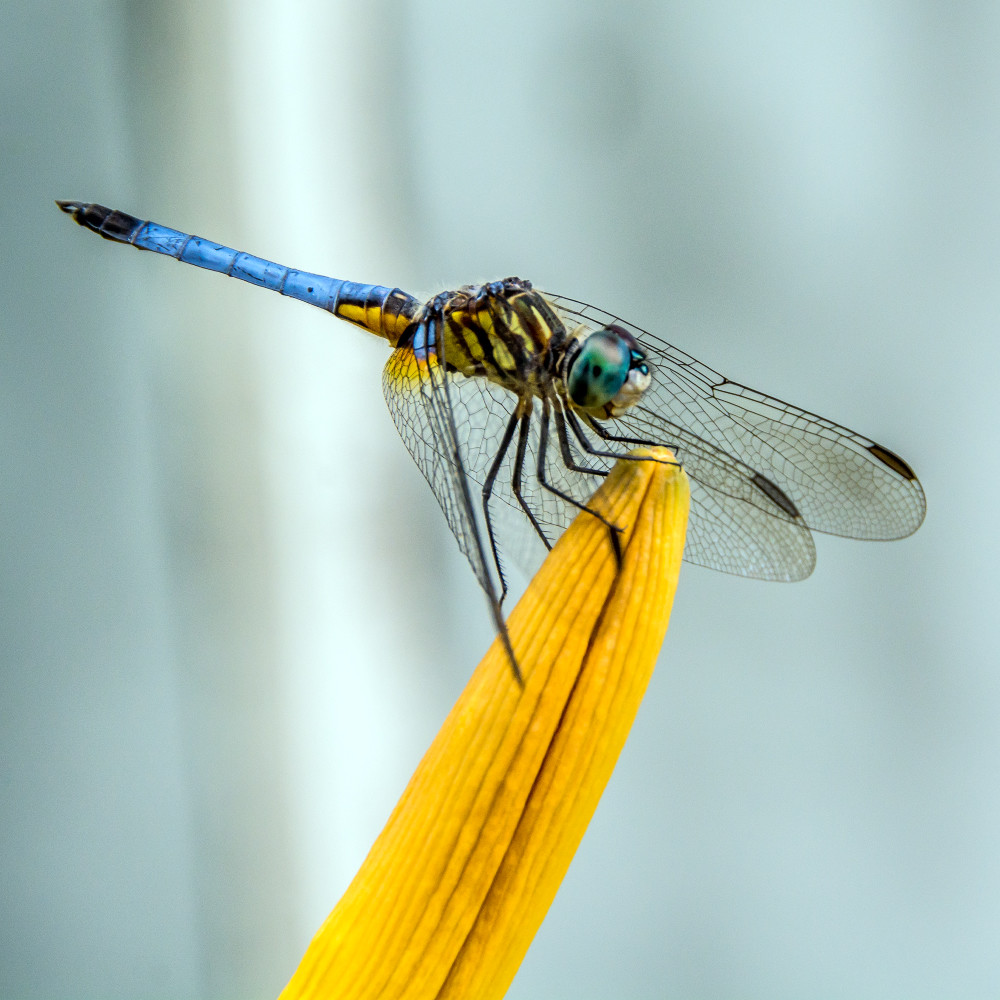 Dragonfly n8xmpm