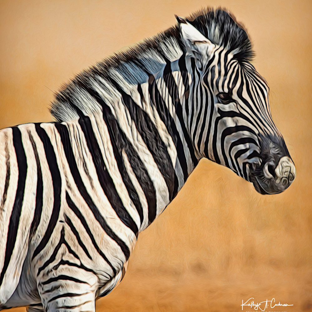 Zebra foal portrait ijoymq