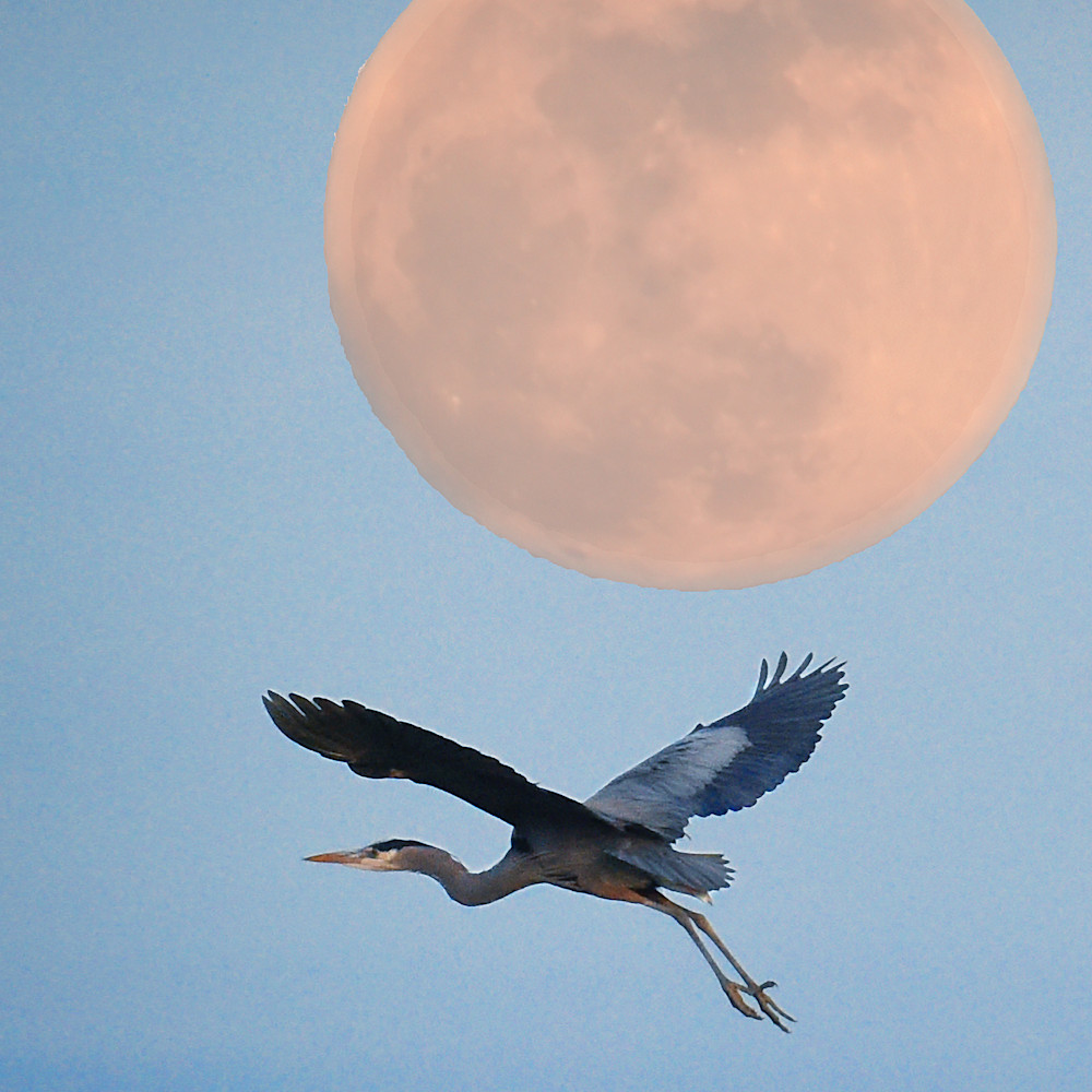 Rising moon heron si8ivv