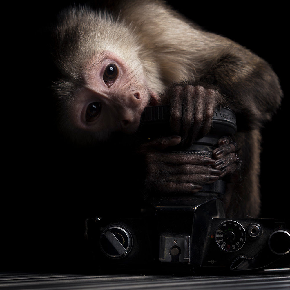 Max monkey portrait print 2 odk1uj