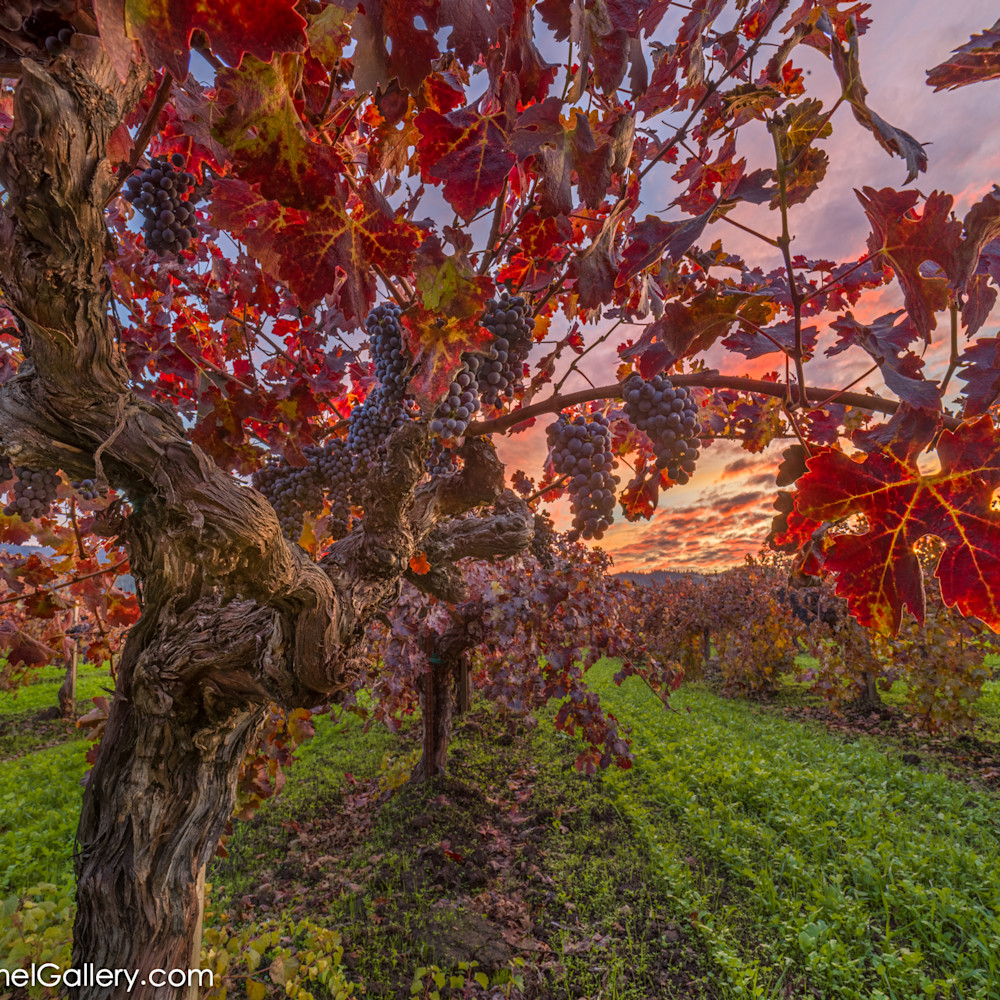 Sunset in the vines osyydq