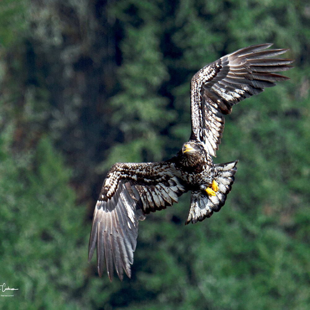 Juvenile in flight tkjoxr