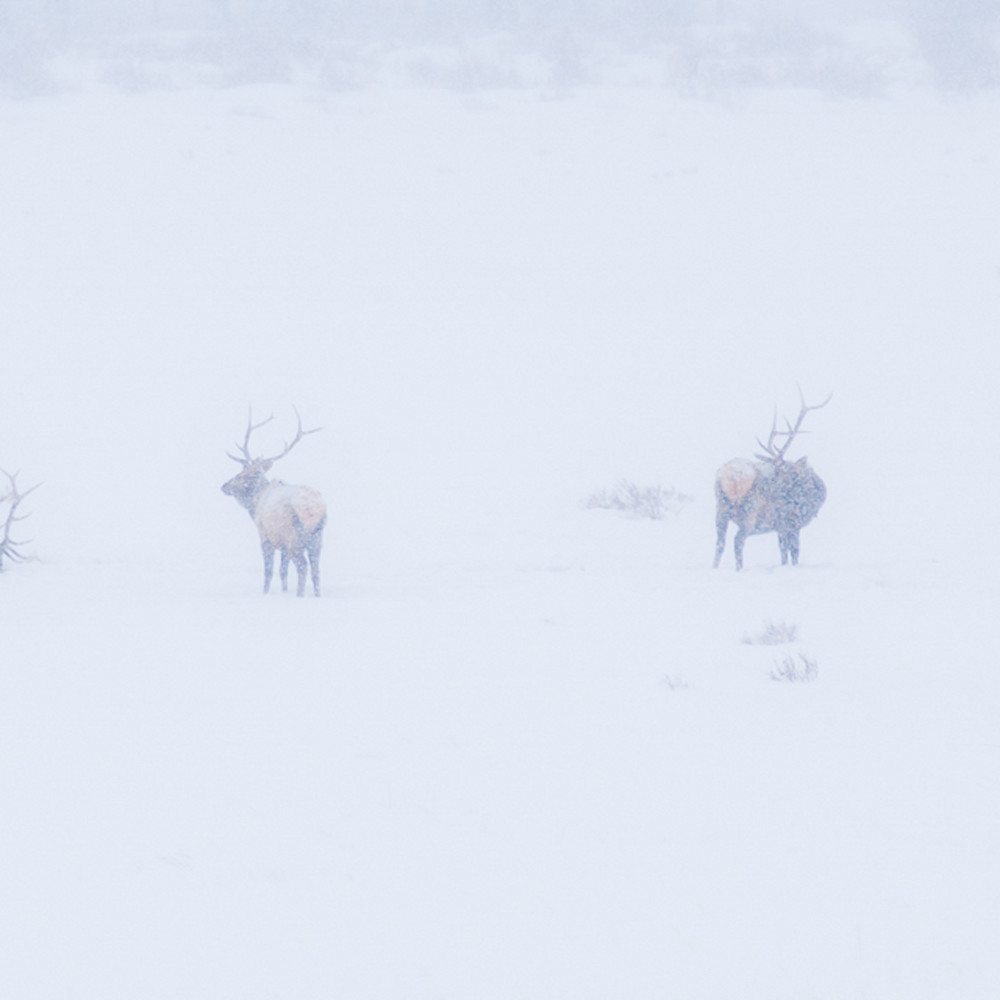 216 line of bull elk in snow ng3yjo