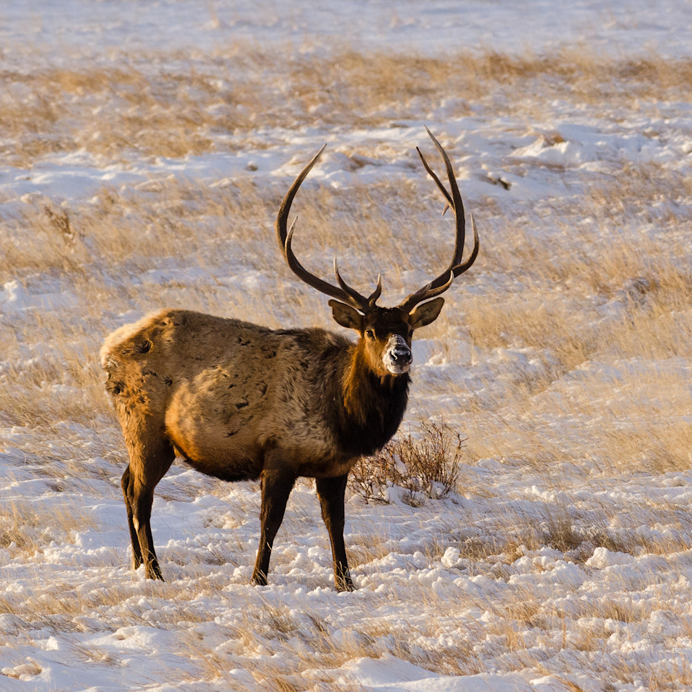Snow muzzel on bull elk wax1pf