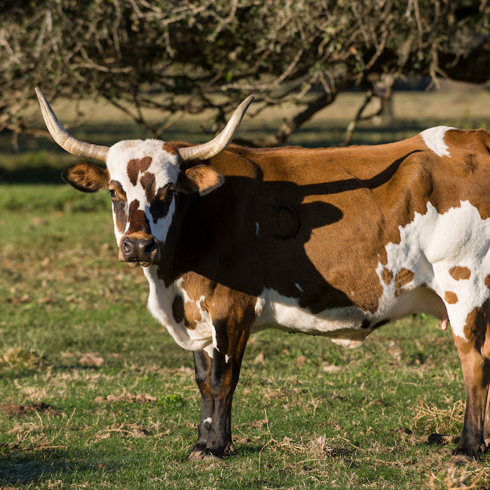 Spotted Cow, Damon, Texas