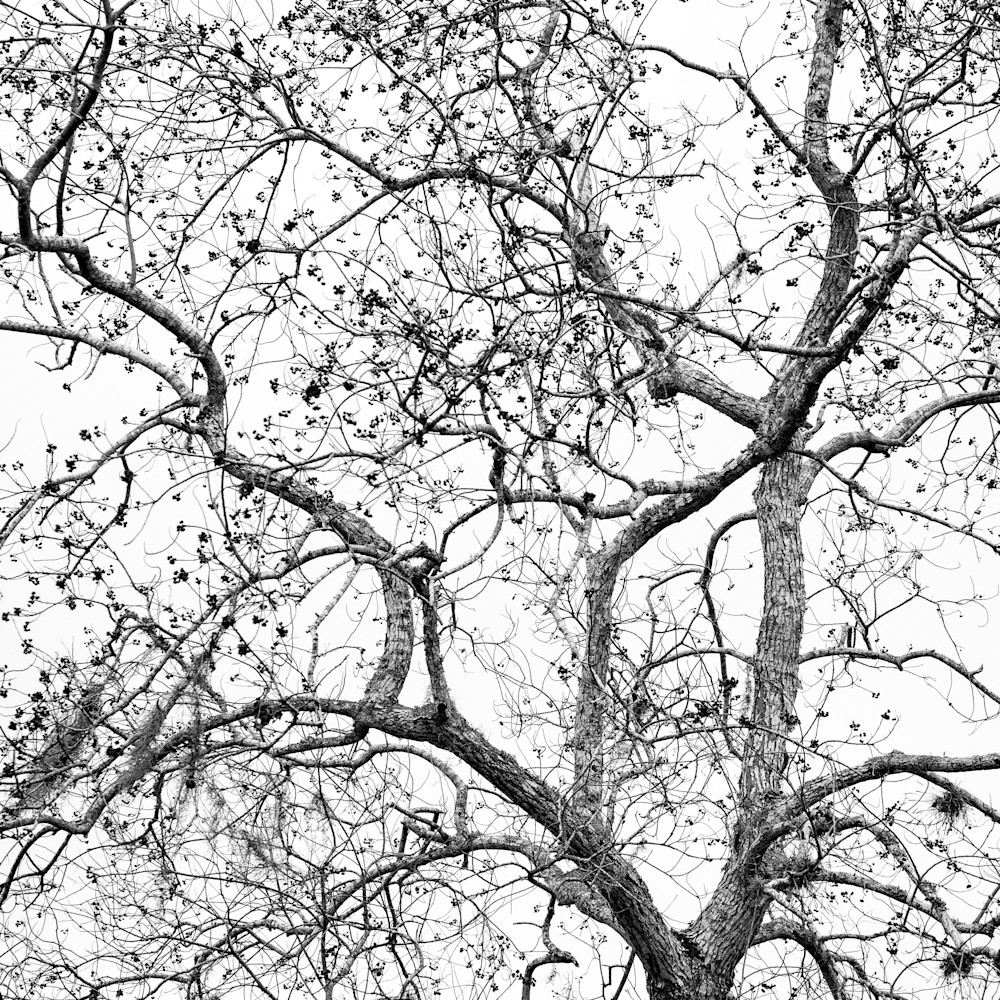 Pecan Tree in Winter Detail, Damon, Texas
