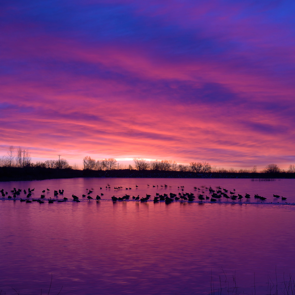 Morning with the geese tbaia4