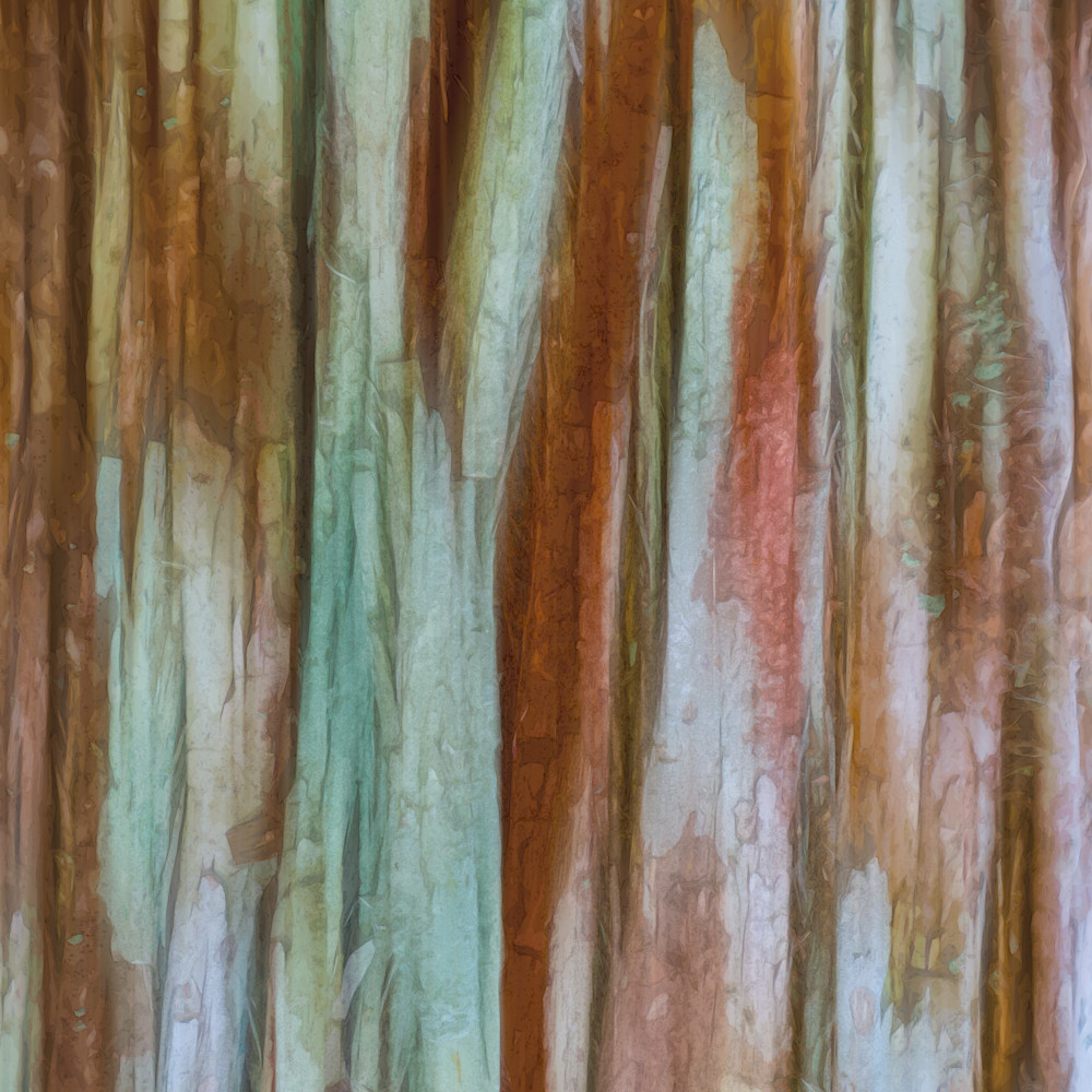 Cypress bark 2 everglades national park z8msbb