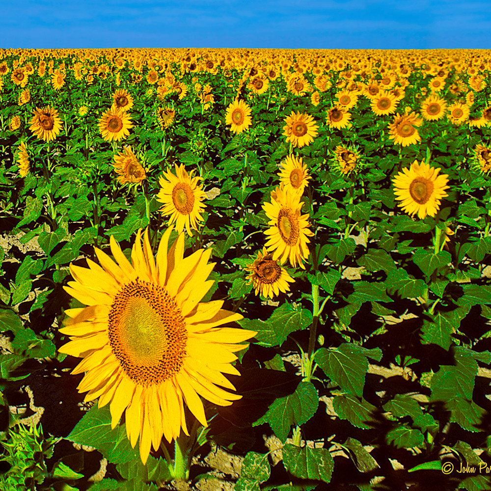 Sunflowers qoozgi