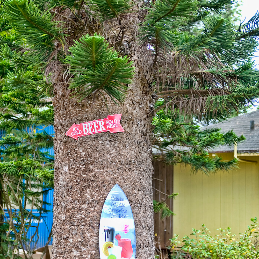 Cook island pine with surfboard dsc 6806 crjkhw