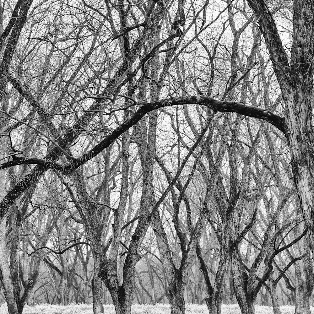 Trees  49 sppoak