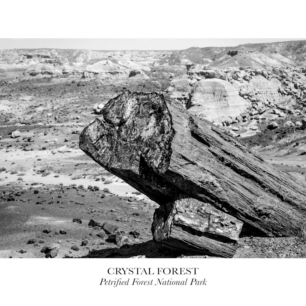 Crystal forest petrified forest national park mqk4ud
