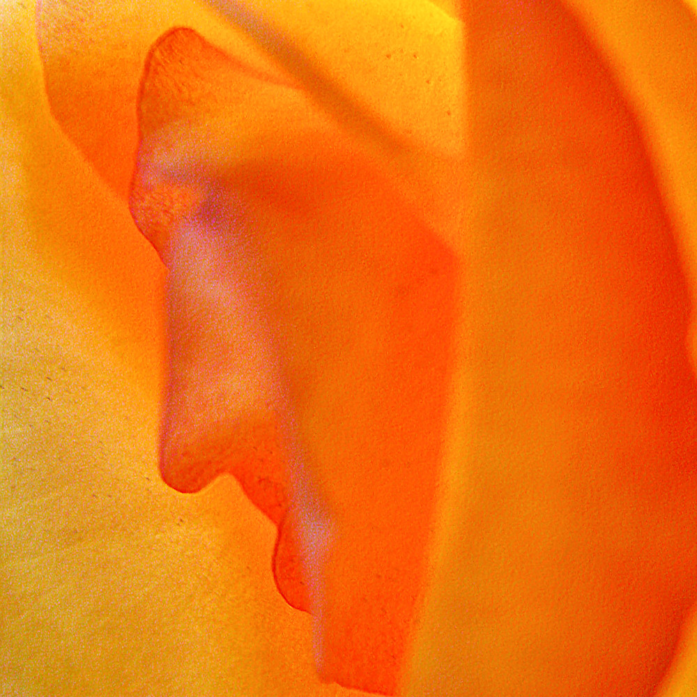 Face in the rose 2 snsxxy