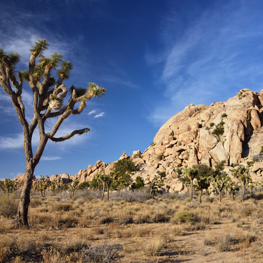 Where the streets have no name photographs joshua tree national park