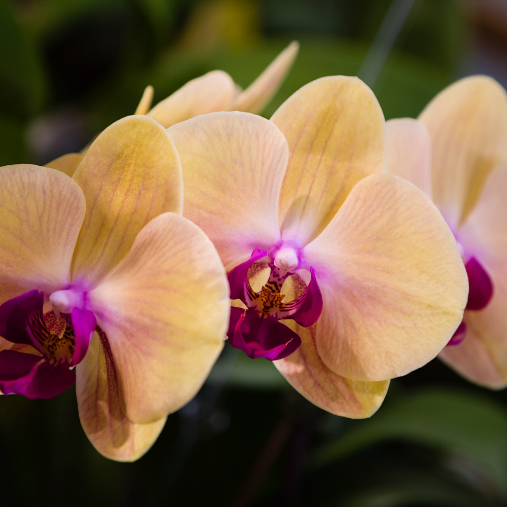 Orchid triplets zcm84i