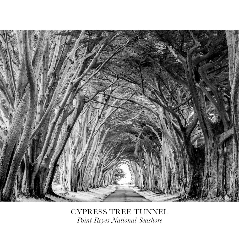 Cypress tree tunnel point reyes national seashore rtqrxu