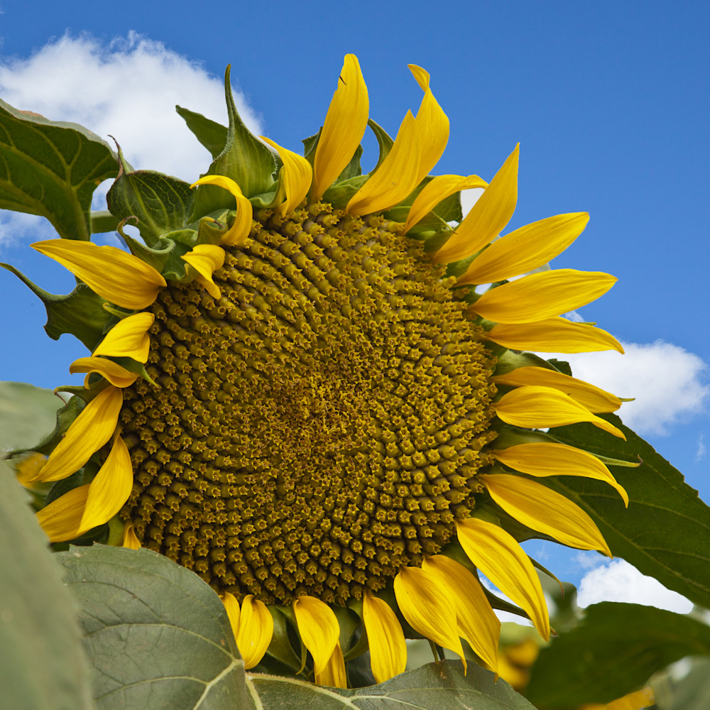 Sunflower 1 iqygze