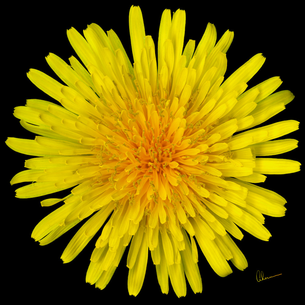 180504 ahern dandelion flower squared 30x30x300 f9hnir