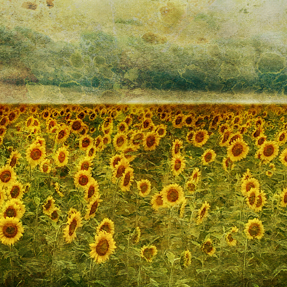 Geoscape sunflower field  bqjwoq